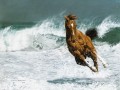海辺で走る馬